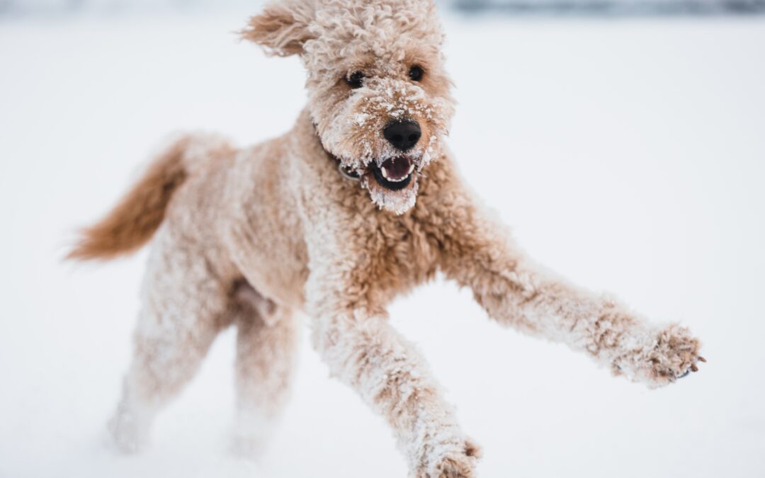 dog running in snow