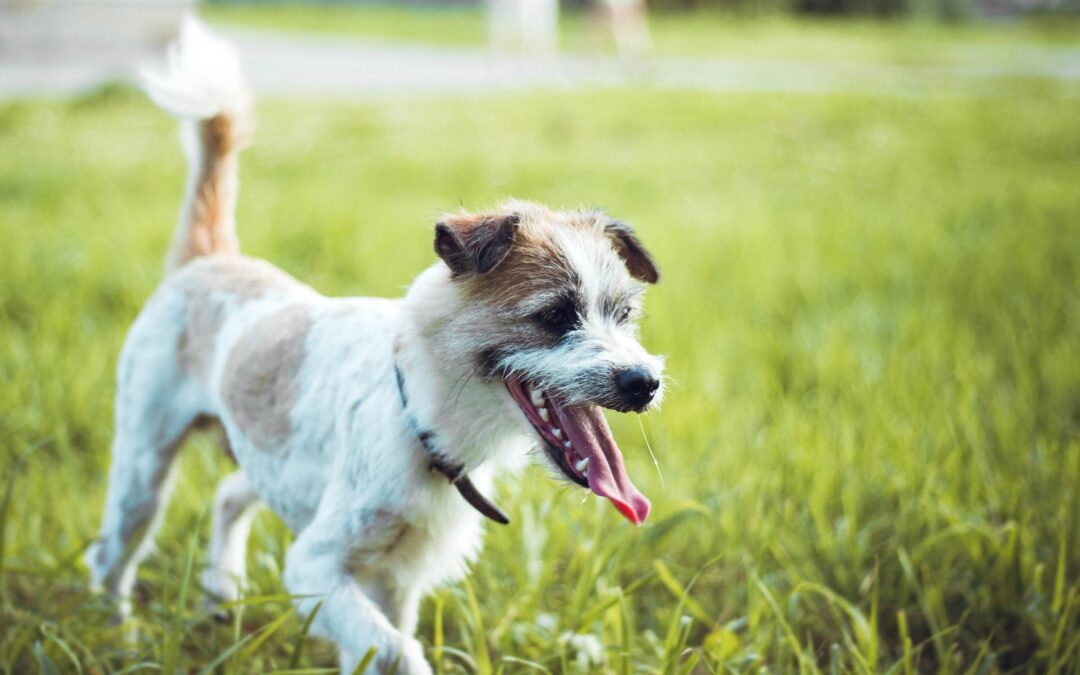 dog running in grass